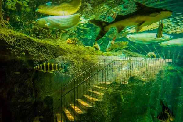 Beau Monde Sous Marin Algues Marines Poissons — Photo