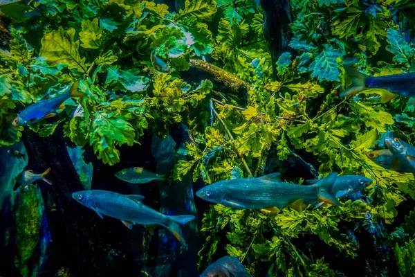 Hermoso Mundo Submarino Peces Algas Marinas — Foto de Stock