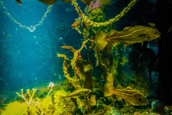 Piękny Podwodny Świat Morza Wodorostów Morskich — Zdjęcie stockowe