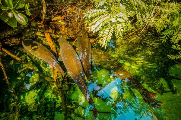 Belo Mundo Subaquático Mar Algas Peixe — Fotografia de Stock