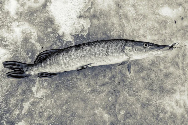 Fiske Bakgrund — Stockfoto