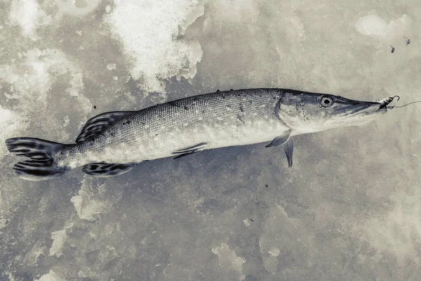 Pesca Fundo Gelo — Fotografia de Stock