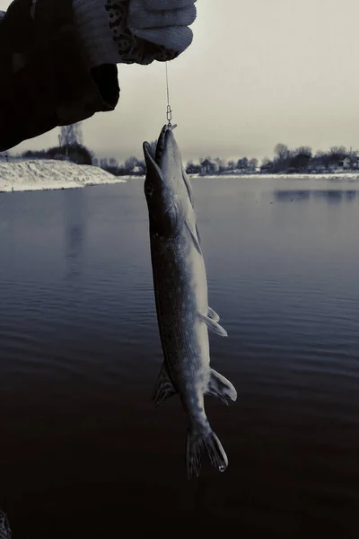 Pêche Brochet Sur Lac Loisirs Pêche — Photo