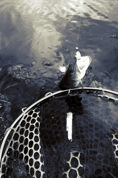 Pesca Descanso Rural Contexto Sobre Tema Recreación — Foto de Stock