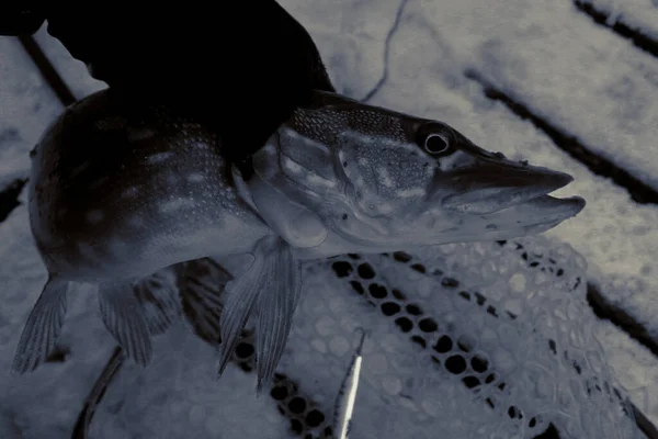 湖でパイク釣り 釣りのレクリエーション — ストック写真