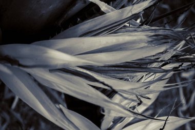 Kıyıdaki güzel hamak