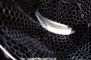 Gölde alabalık avı, balık tutma, dinlenme