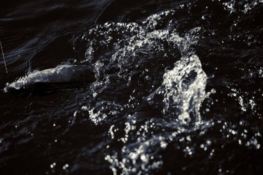 Gölde alabalık avı