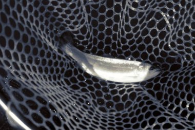 Gölde alabalık avı, balık tutma, dinlenme