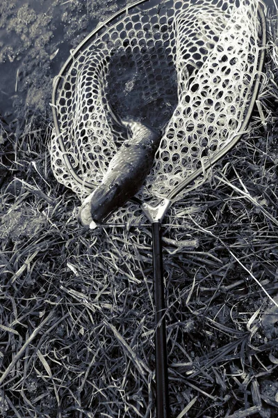 Pesca Descanso Rural Contexto Sobre Tema Recreación —  Fotos de Stock