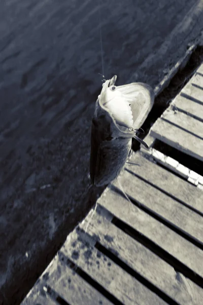 Fiske Vila Landet Bakgrund Temat Rekreation — Stockfoto