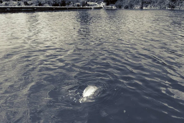 Pesca Truta Lago Pesca Recreação — Fotografia de Stock