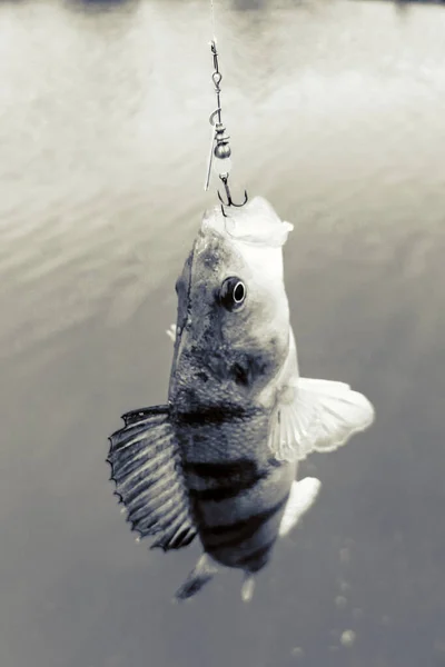 Pesca Lago Natureza Recreação Fundo — Fotografia de Stock