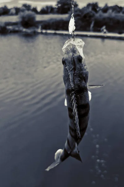 Риболовля Озері Природа Рекреаційний Фон — стокове фото