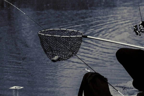 Pesca Truchas Lago Recreo Pesca — Foto de Stock