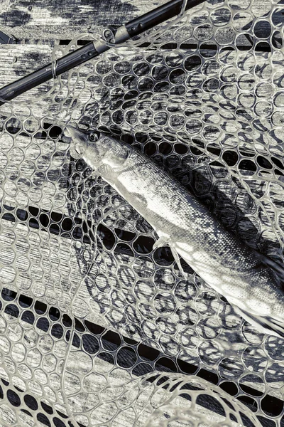 Pesca Descanso Rural Contexto Sobre Tema Recreación — Foto de Stock