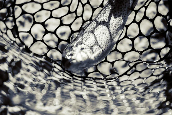 Forel Vissen Het Meer — Stockfoto
