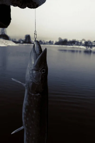 Gäddfiske Sjön Fritidsfiske — Stockfoto