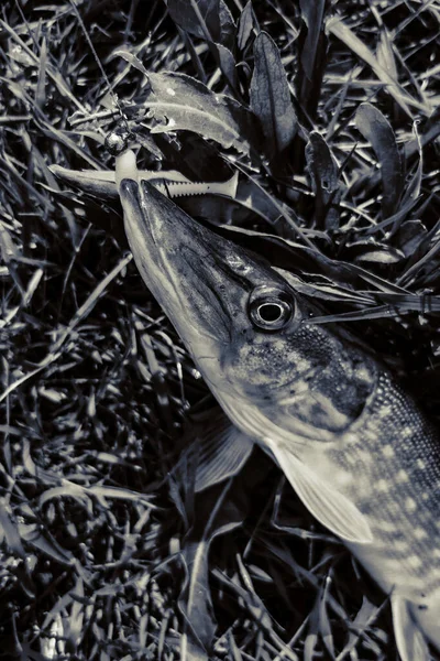 Pesca Riposo Campagna Contesto Sul Tema Della Ricreazione — Foto Stock