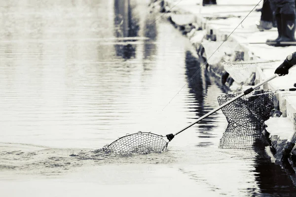 Trout Fishing Dark Background — Stock Photo, Image