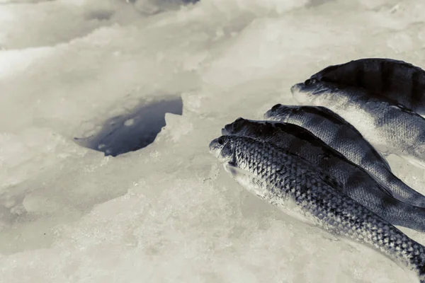 Pesca Gelo Inverno Lago Gelado — Fotografia de Stock