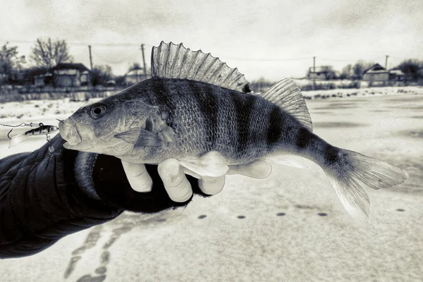 Fishing Ice Background — Stock Photo, Image