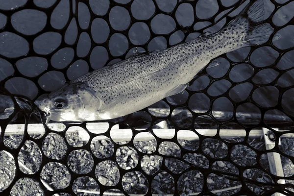 Pesca Esporte Recreação Fundo — Fotografia de Stock