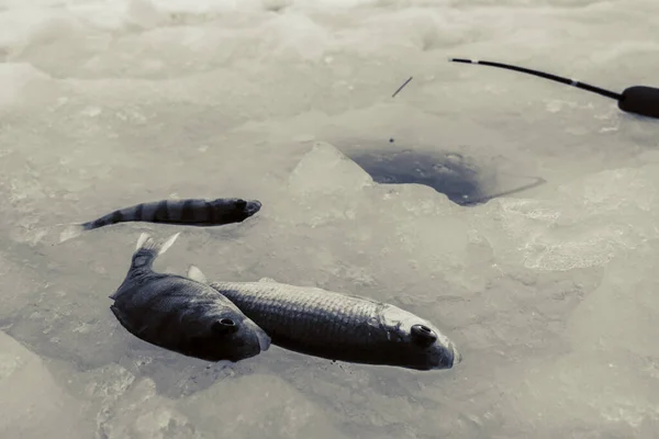 Pesca Gelo Inverno Lago Gelado — Fotografia de Stock