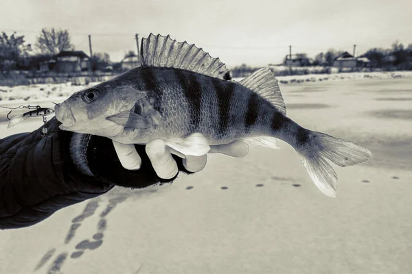 Pesca Del Luccio Sul Lago — Foto Stock