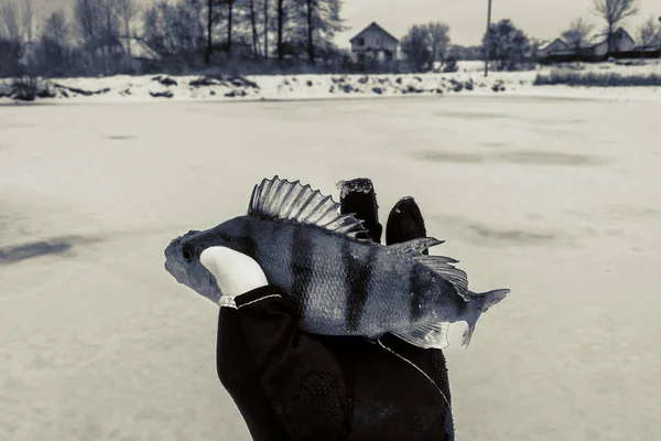 Pesca Sobre Fondo Hielo — Foto de Stock