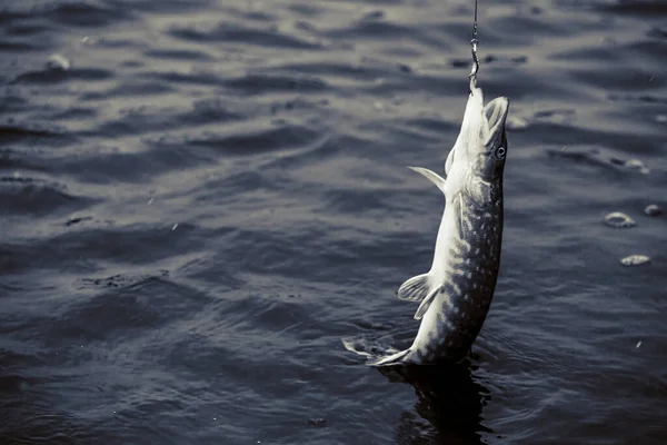 Pesca Lúcio Lago Recreação Pesca — Fotografia de Stock