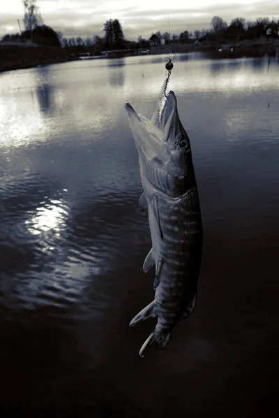 Pesca Del Luccio Sul Lago — Foto Stock