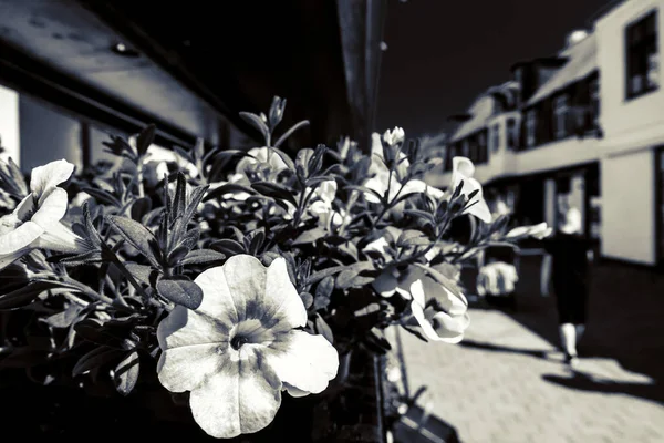 Kopenhagen Dänemark Skandinavien Schöner Sommertag — Stockfoto