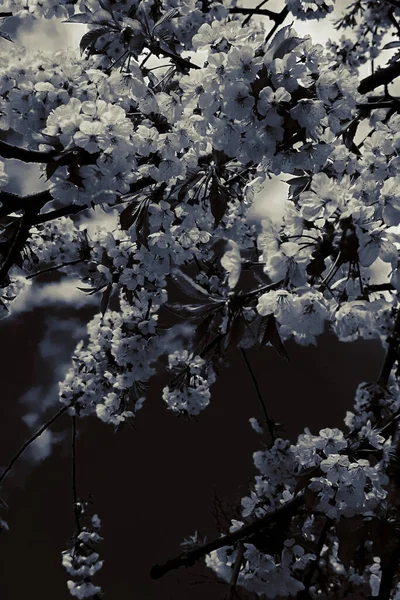 Hermosa Floración Flores Primavera Fondo — Foto de Stock