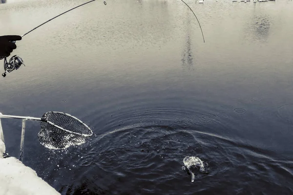 Pesca Truta Lago — Fotografia de Stock