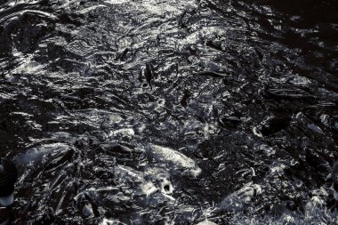 Kopenhag 'daki güzel yeşil park