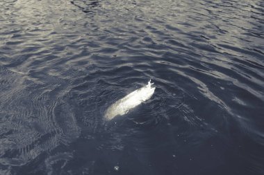Gölde alabalık avı, balık tutma, dinlenme