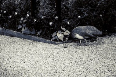 Kopenhag 'daki güzel yeşil park