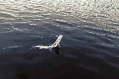 Gölde balık tutmak.