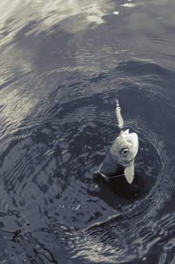 Gölde alabalık avı, balık tutma, dinlenme