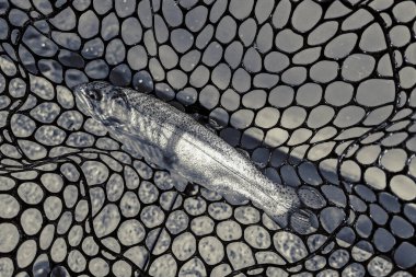 Balıkçılık, köy dinlenmesi. Rekreasyon temasının arkaplanı