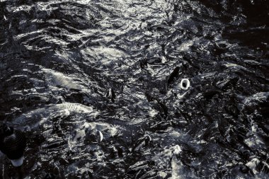 Kopenhag 'daki güzel yeşil park