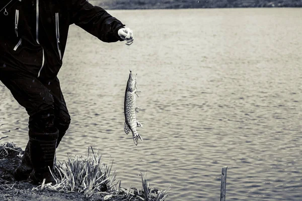 Pesca Del Luccio Sul Lago Attività Ricreative Pesca — Foto Stock