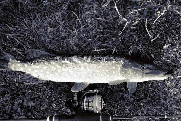 Fiske Sport Rekreation Bakgrund — Stockfoto