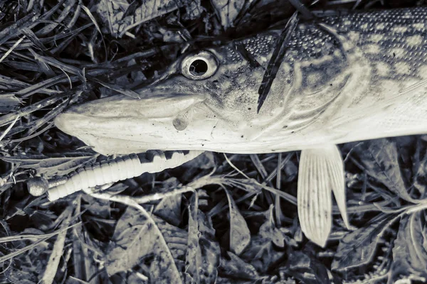 Pesca Lago Natureza Recreação Fundo — Fotografia de Stock