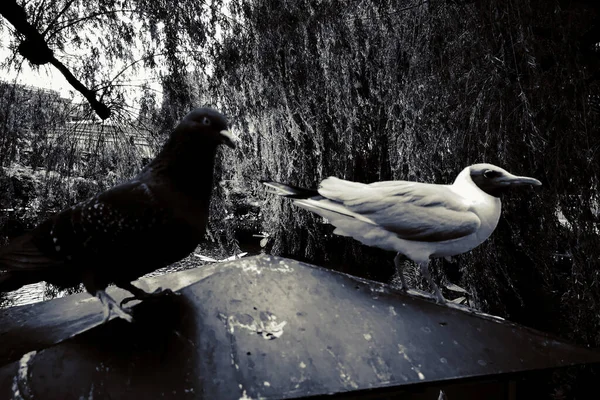 Kopenhag Sokakları Eğlence Yerleri Kopenhag Gezisi — Stok fotoğraf