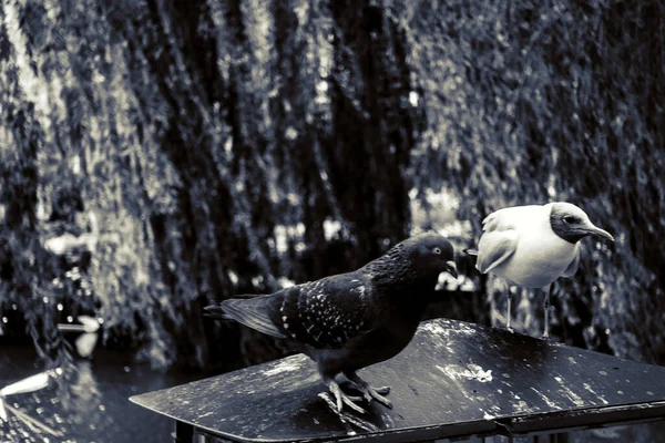 Vacker Grön Park Köpenhamn — Stockfoto