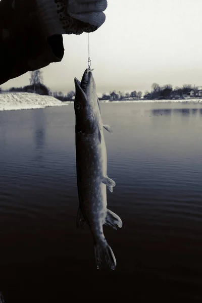 Pêche Brochet Sur Lac Loisirs Pêche — Photo