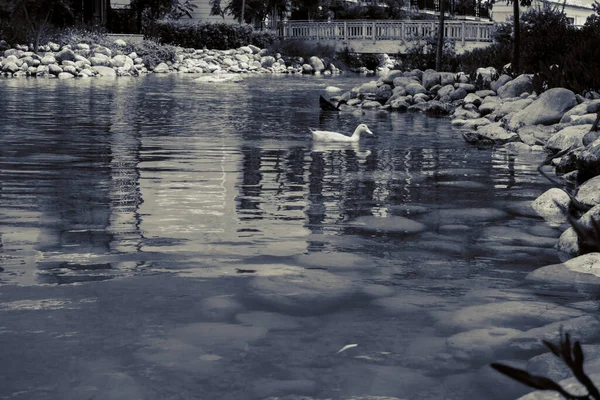 Vacker Hängmatta Stranden — Stockfoto