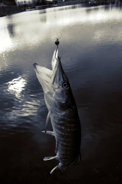 Pesca Lúcio Lago — Fotografia de Stock